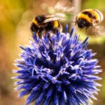 Ronzio nell’orecchio: cause e soluzioni